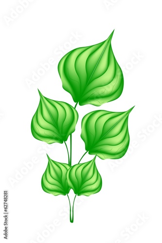 A Fresh Green Wildbetal Leafbush on White Background