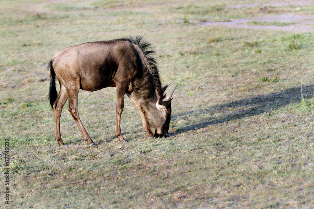 Naklejka premium A wildebeest grazing grass, Masai Mara