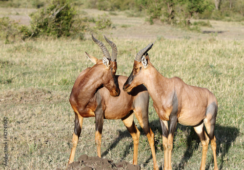 Topi antelopes in courtship photo