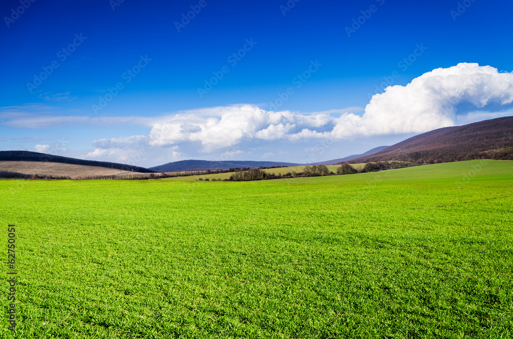 Naklejka premium green field and blue sky