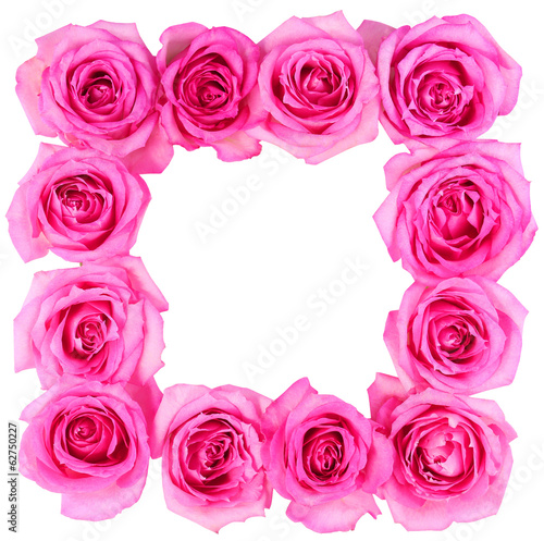 Hot Pink Roses Frame isolated