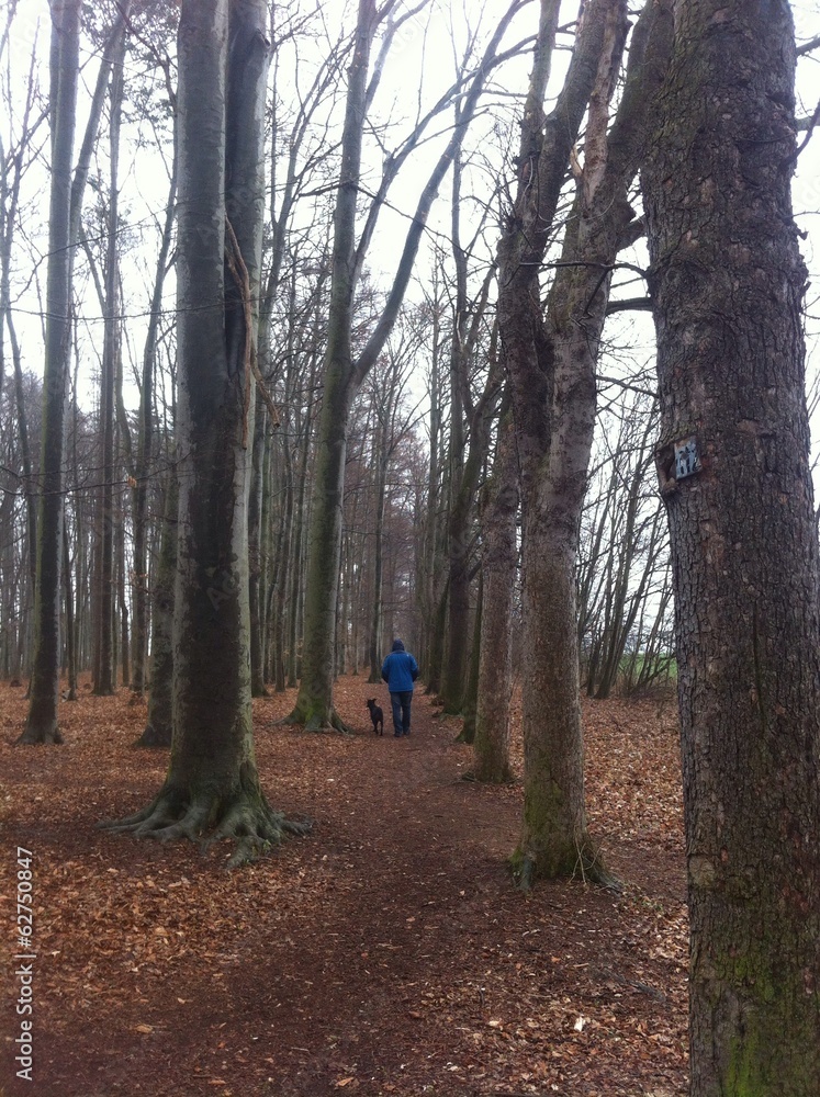 Allee Spaziergang Allee Spaziergang