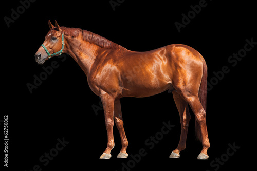 Fototapeta Naklejka Na Ścianę i Meble -  Chestnut horse isolated on black background