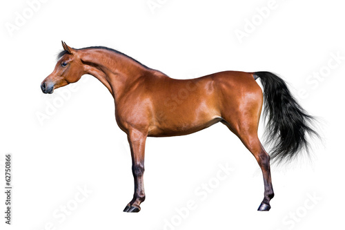 Fototapeta Naklejka Na Ścianę i Meble -  Arabian bay horse isolated on white background