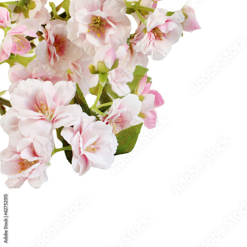 Pink spring blossom border