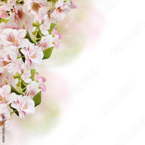 Fototapeta Naklejka Na Ścianę i Meble -  Pink spring blossom border