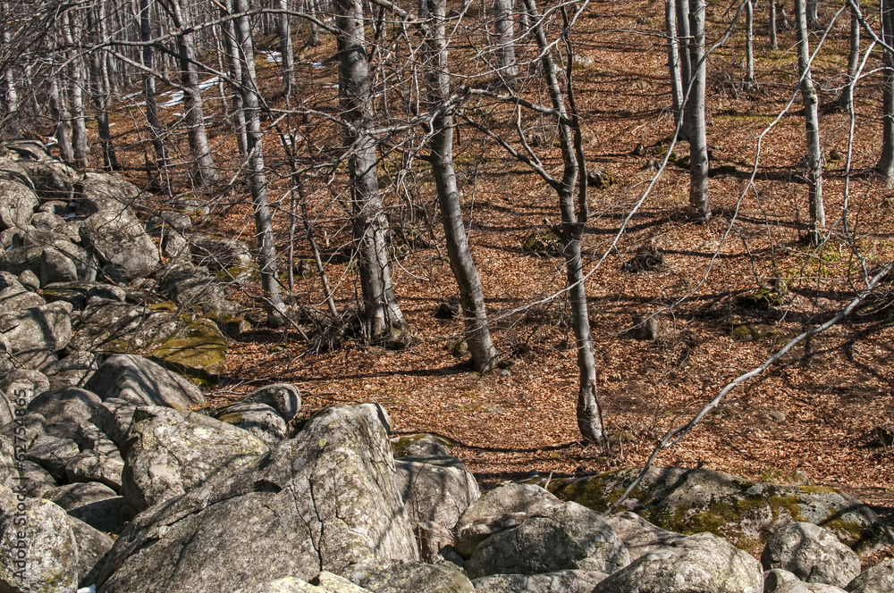 Moraines and leafless beech forest on late winter sunny day Moraines and leafless beech forest on late winter sunny day