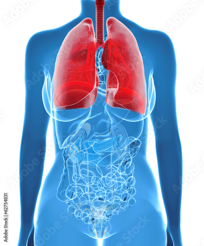 X-Ray of human Lungs