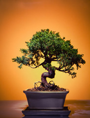 Acrylglasbilder Bonsai Filigraner Bonsai im asiatischen Stil  © jonicartoon