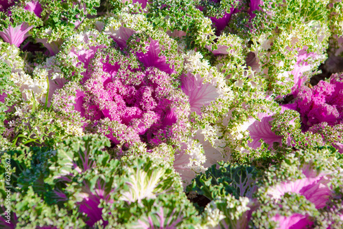 Decorative cabbage, Brassica oleracea