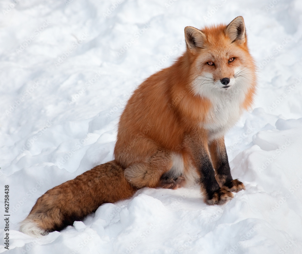 Fototapeta premium Young Red Fox in the Snow Looking at the Camera