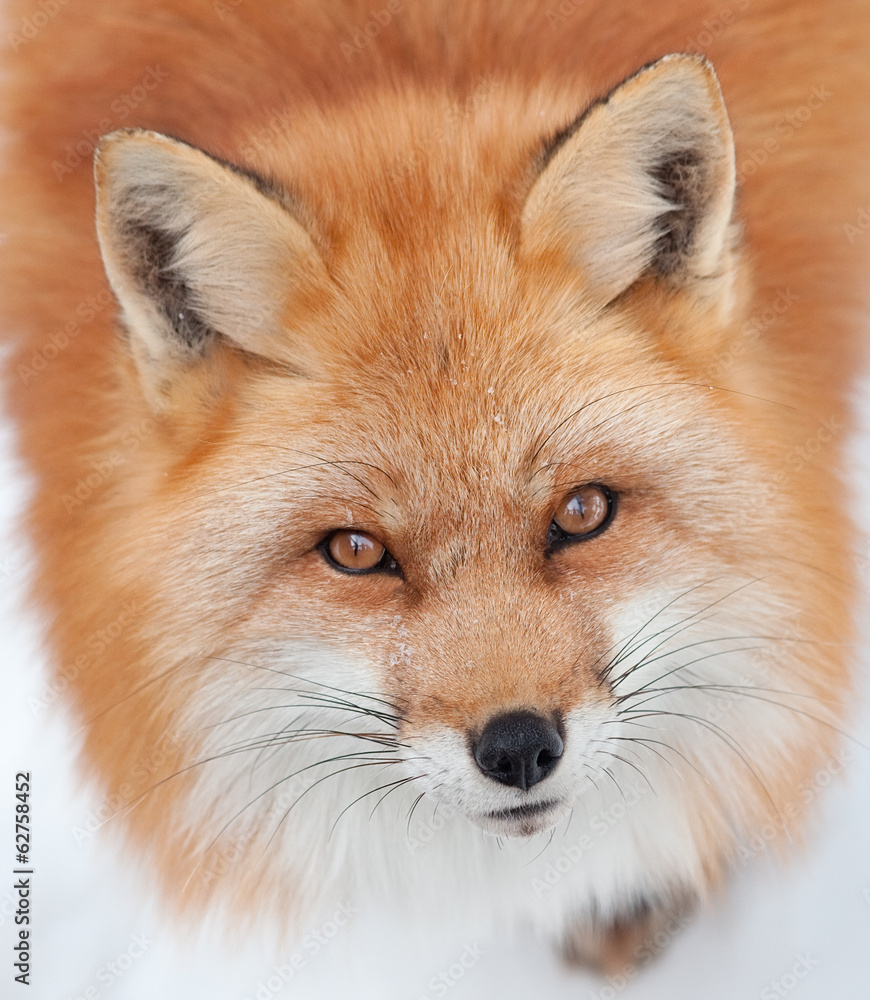 Young Red Fox Looking up at the Camera