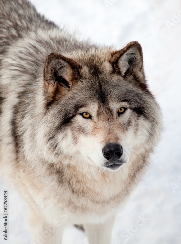 Gray Wolf in the Snow Looking up at the Camera © Denis Pepin