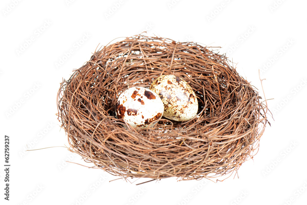 Obraz premium Bird's nest with two eggs
