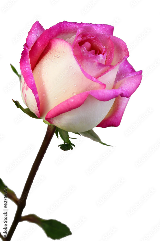 pink fresh rose isolated on a white background pink fresh rose isolated on a white background
