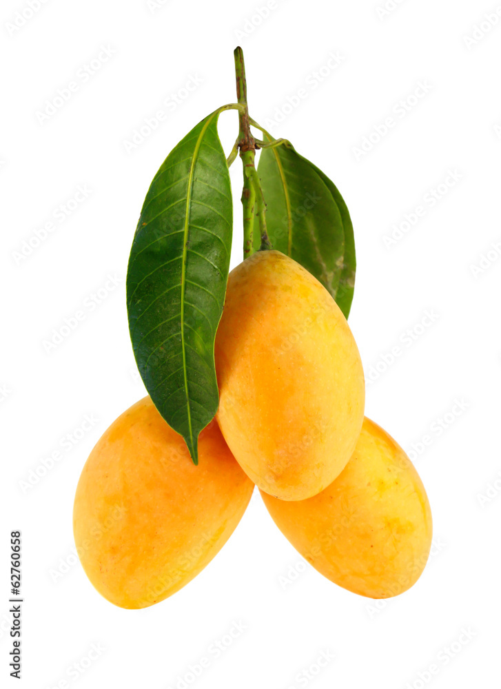 Exotic Thai Fruit. Maprang, Marian plum, Gandaria, Marian mango,