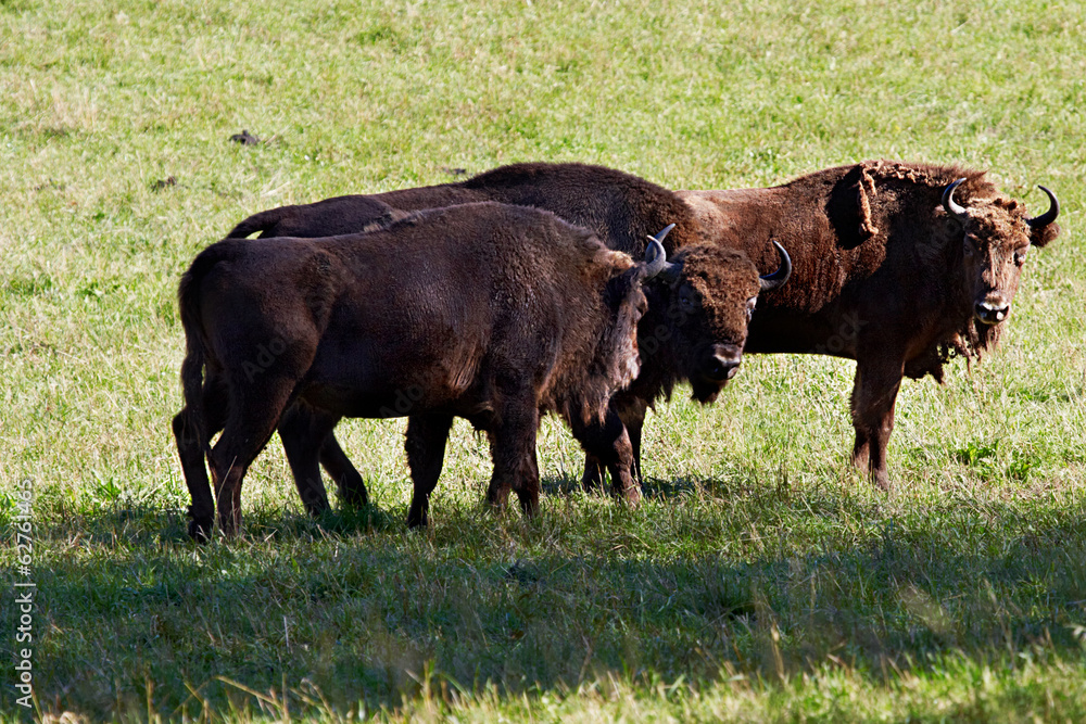 wild bison