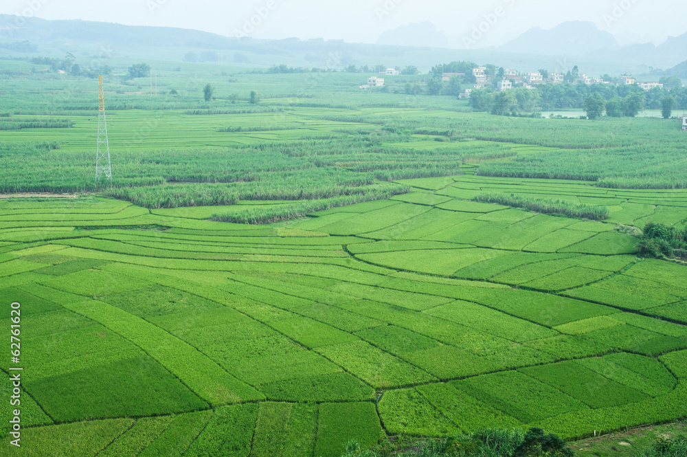 Green Terraced Rice with sugar cane Field in Guangxi Green Terraced Rice with sugar cane Field in Guangxi