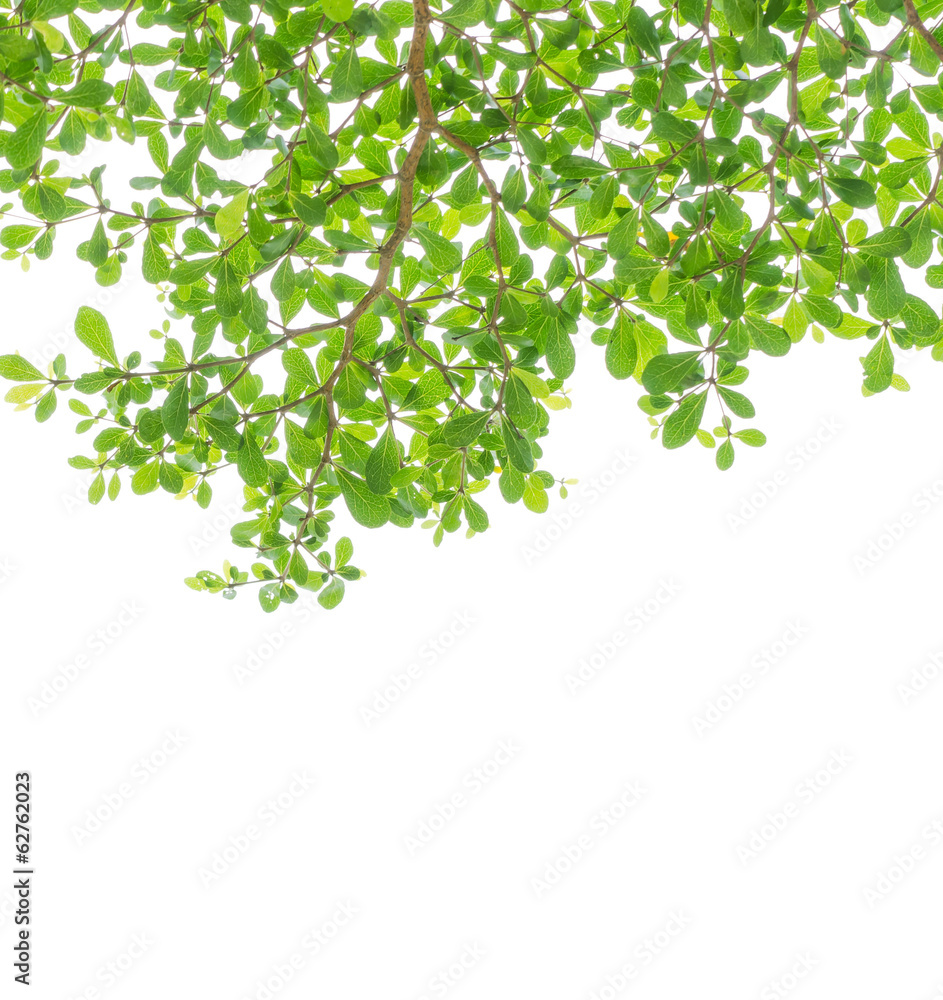 Leaf backgrounds Leaf backgrounds
