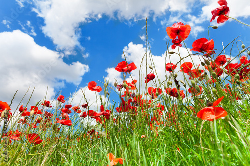 Red poppy flowers