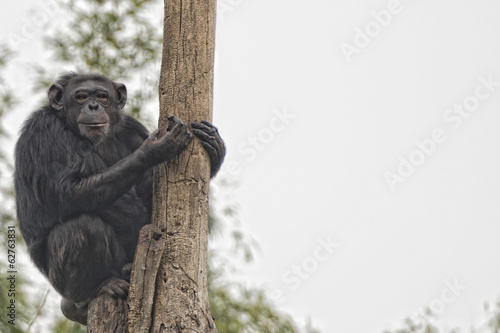 Fotografija Ape chimpanzee monkey looking at you