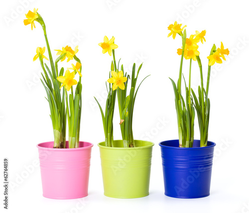 Yellow daffodils in colorful pails