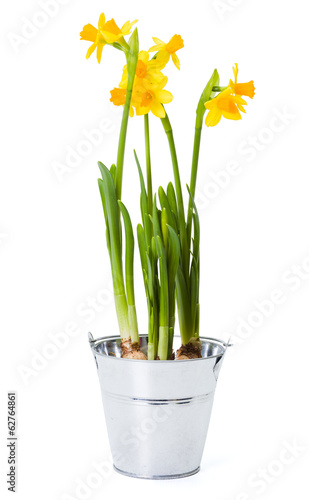 Fototapeta Naklejka Na Ścianę i Meble -  Daffodils in tin pot