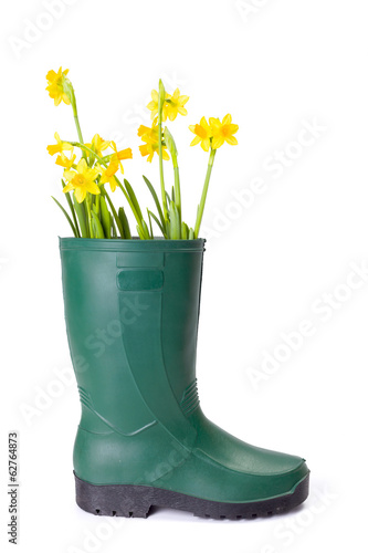 Yellow daffodils in gum boot