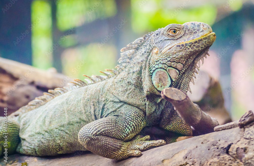 Fototapeta premium Iguana