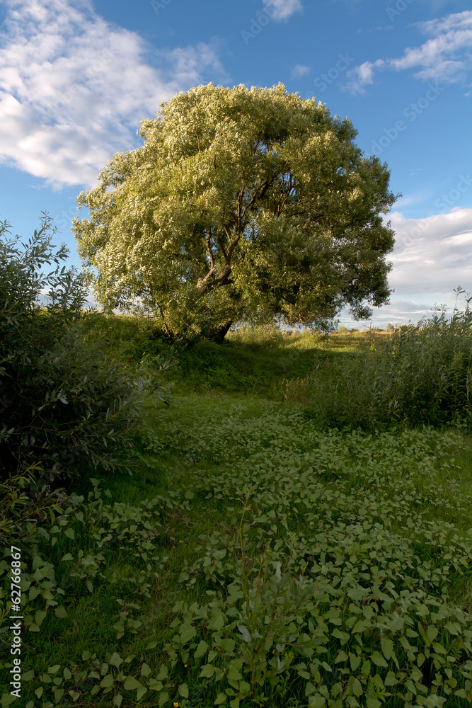 Fototapeta premium field 2