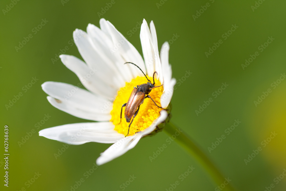 Obraz premium Camomile flower and Beetle