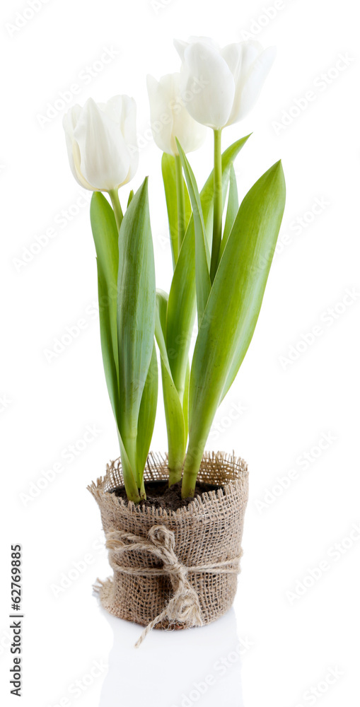 Fototapeta premium Beautiful tulips in pot isolated on white