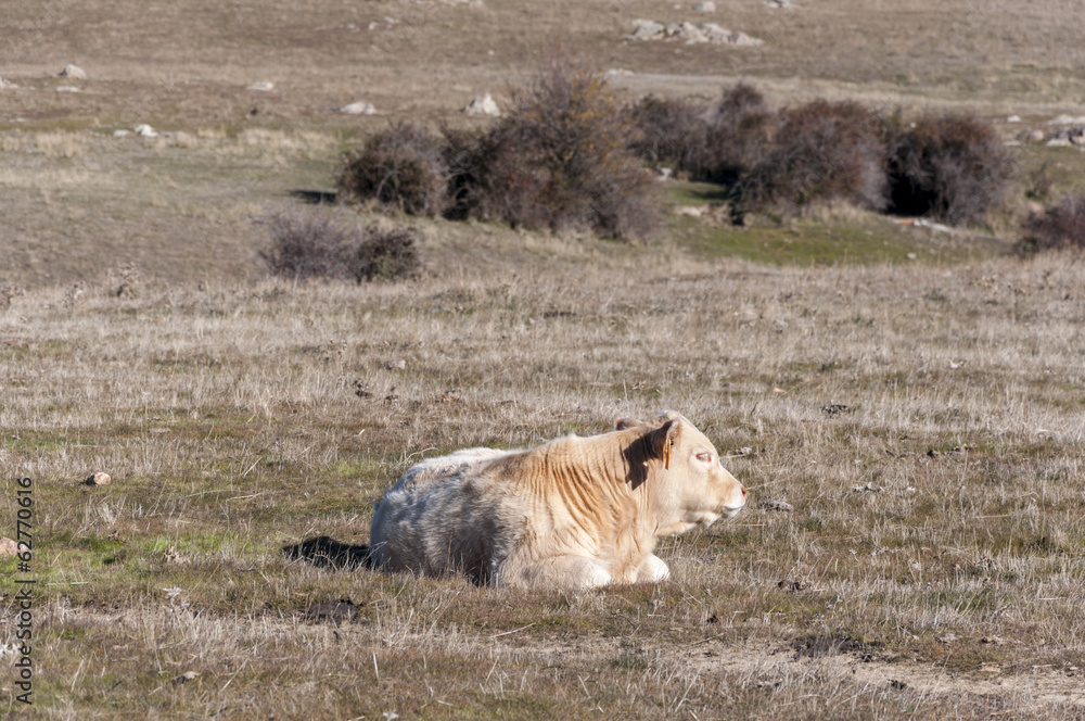 Fototapeta premium Cow lying in the field.