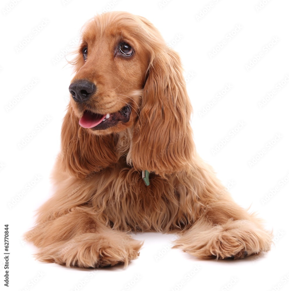 Beautiful cocker spaniel isolated on white