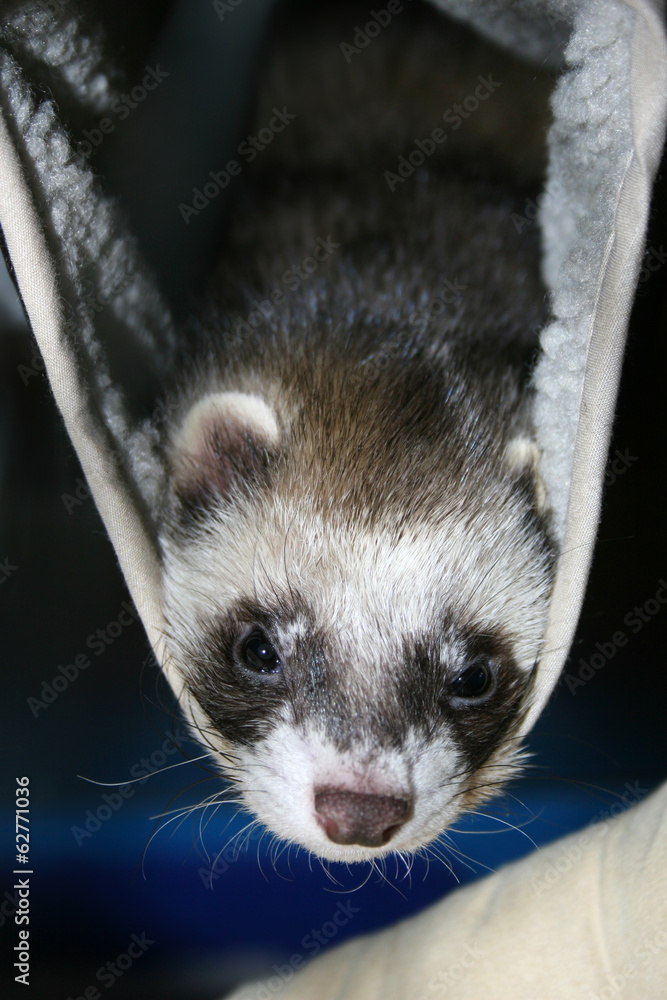 Sleeps in a hammock .Cute ferret Sleeps in a hammock .Cute ferret