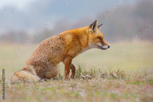 sitting red fox