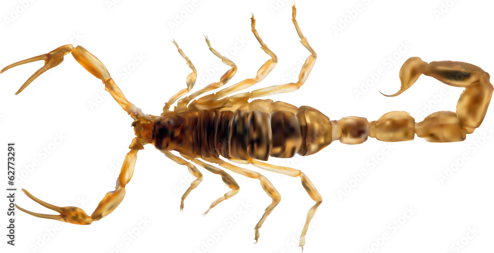 small golden scorpion illustration small golden scorpion illustration