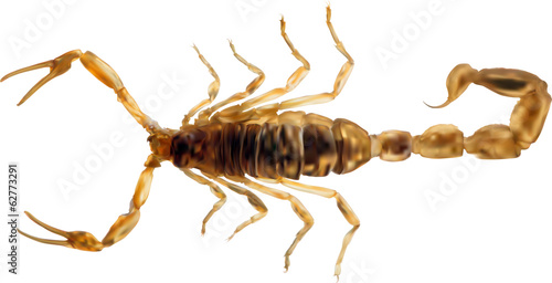 small golden scorpion illustration