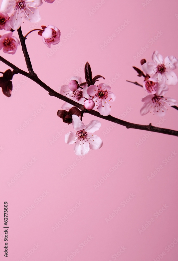 Naklejka premium spring