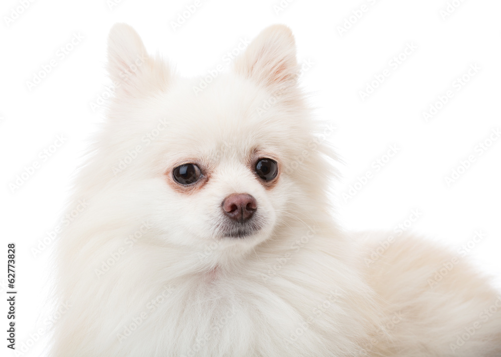 White pomeranian