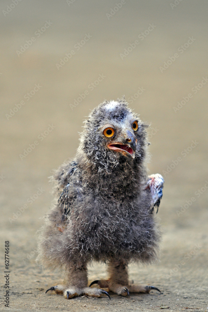 Fototapeta premium Junge Schneeeule