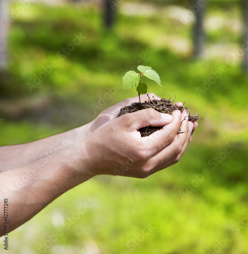 Pflanze in der Hand