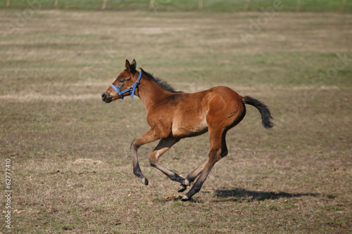 Thoroughbred foal running alone in nature