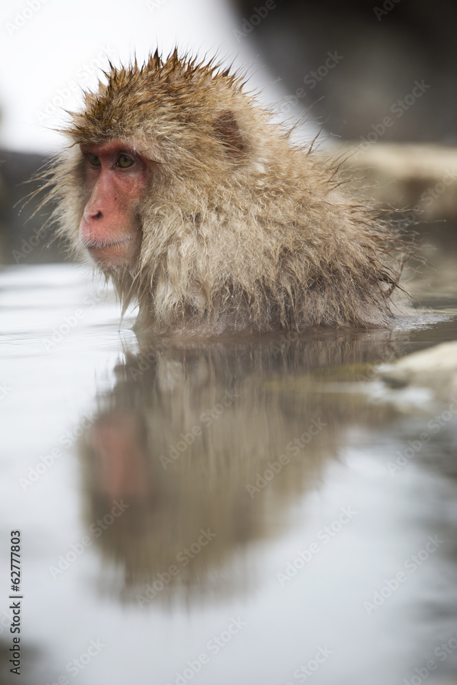 Obraz premium Snow monkey taking a dip in hot spring