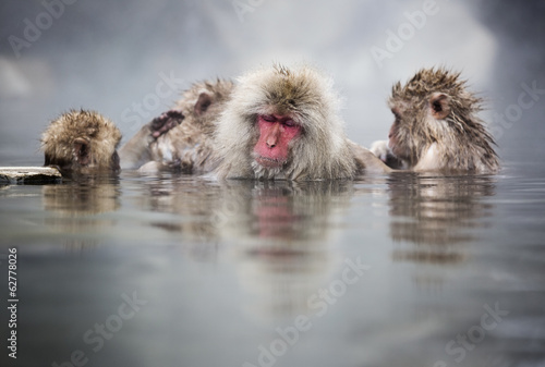Snow monkey getting groomed while taking a dip. photo