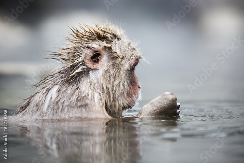 Japanese snow monkey in a hot spring. photo