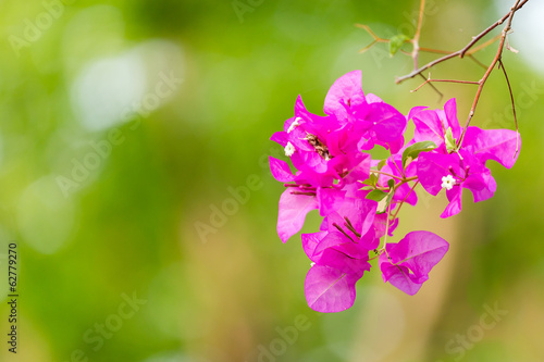 Pink bougainvillea flowers