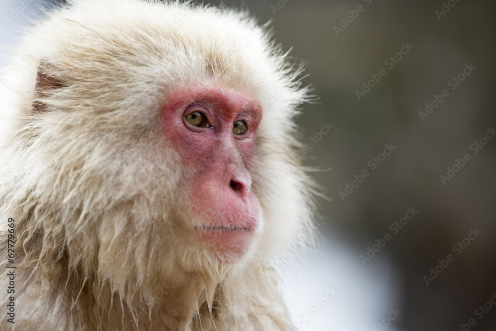 Snow monkey portrait, Jigokudani Park Snow monkey portrait, Jigokudani Park