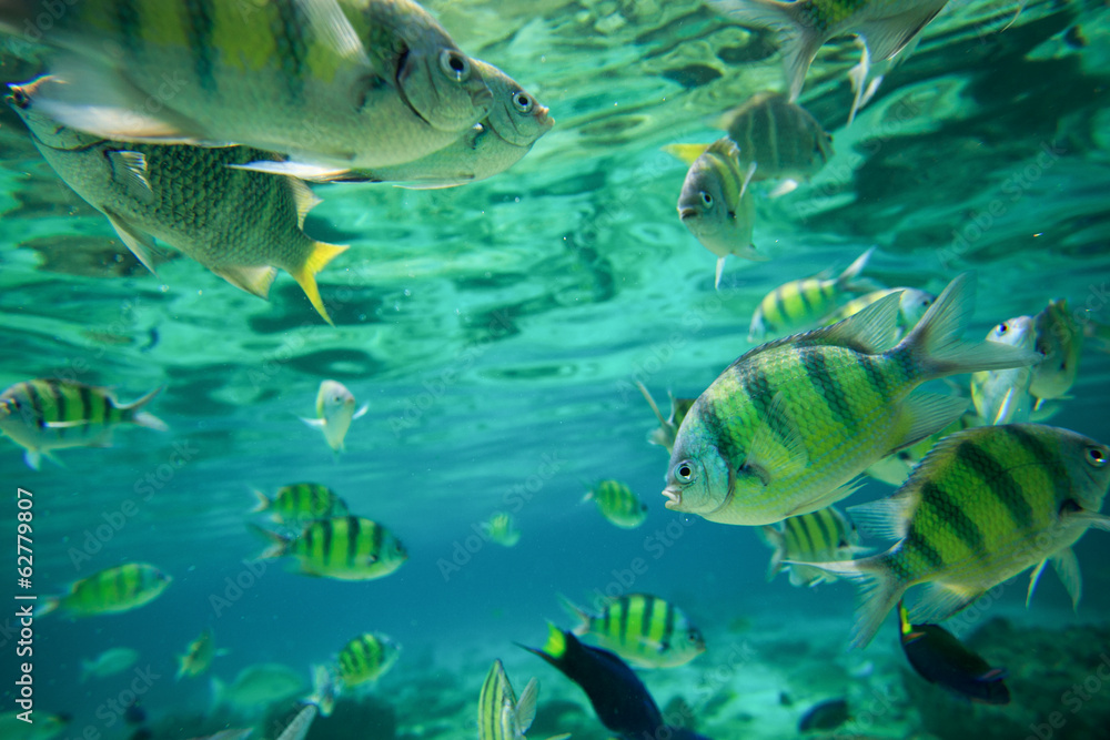 Colorful of fishes with ripples of sunlight reflected on the oce Colorful of fishes with ripples of sunlight reflected on the oce