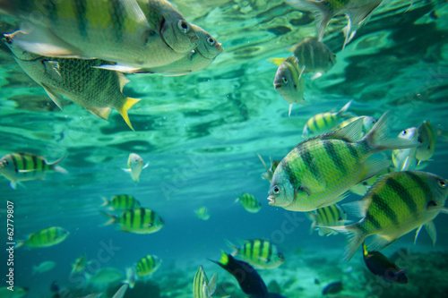 Colorful of fishes with ripples of sunlight reflected on the oce